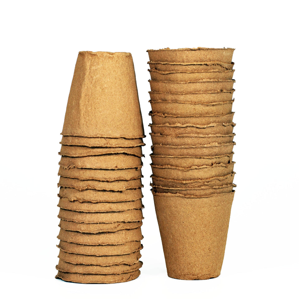 Daniel's Plants 4 inch naked pot top view ideal for direct soil planting