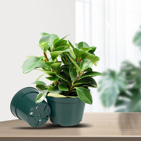 DAPERCI indoor outdoor use pot supports plants indoors or outside with stable design.