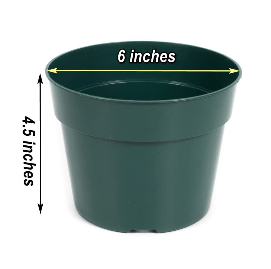 DAPERCI plastic nursery pot 0.5 gallon ideal for small houseplants and succulents.