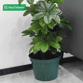 DAPERCI RooTrimmer 8in pot with soil demonstrates easy planting and watering