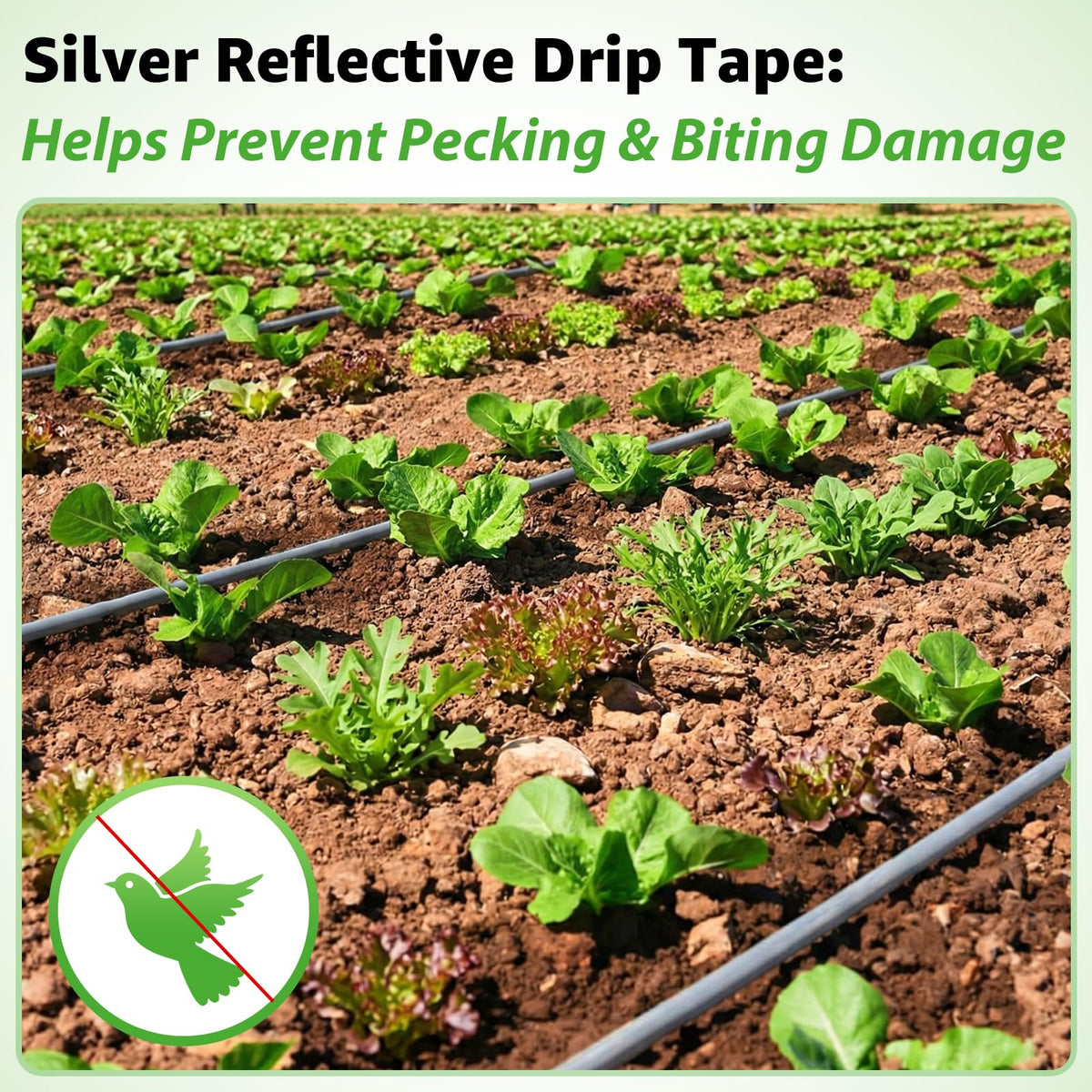 DarkTank irrigation can save up to 80% water with direct-to-root delivery.
