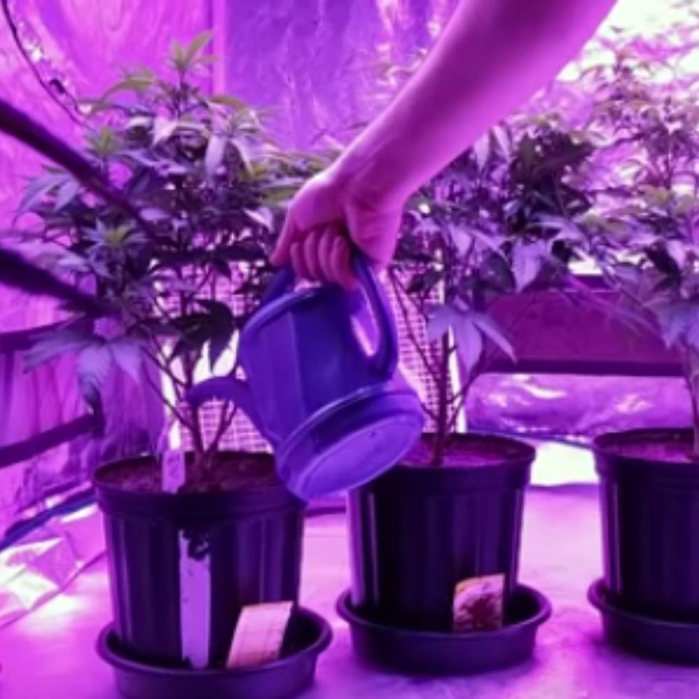 Dave Ocean33 complete hydroponics kit for easy pH management.