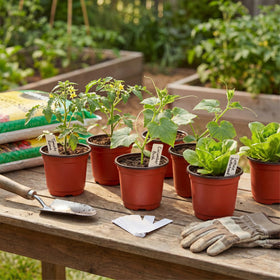 Dayify seedling pots stand 3.3 inches tall for many seedlings.