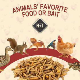 Backyard flocks and wild birds benefit from nutrient-dense BSF treats.