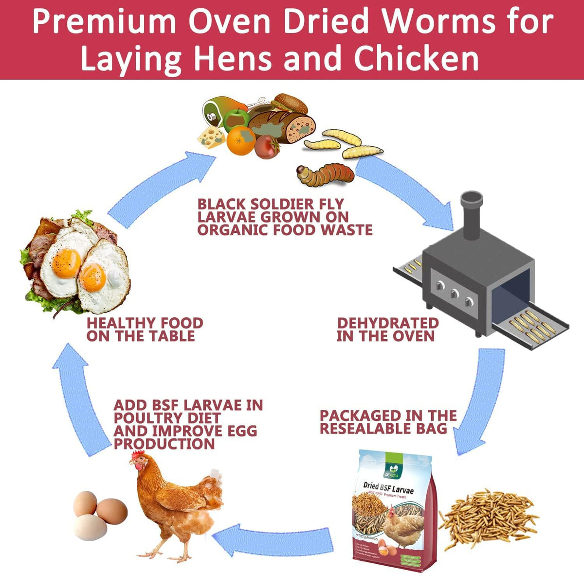 Chickens feed on dried larvae, easily mixed with regular feed.