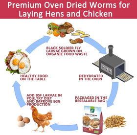 Chickens feed on dried larvae, easily mixed with regular feed.