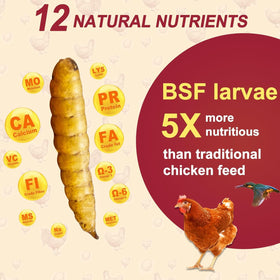 BSF larvae offer 35% protein for poultry health and growth.