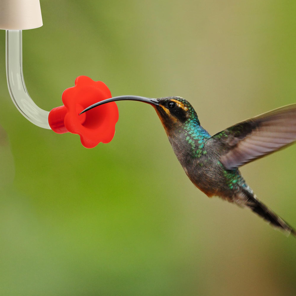 DECOHS red flower-tip tubes attract hummingbirds vividly and safely.