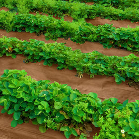 DECOHS versatile use across vegetables, farms, and green spaces