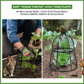 Decoroca cloche top unlocks for pruning without removing the cage.