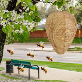 DECYOOL tree canopy placement provides territorial cues to wasps.