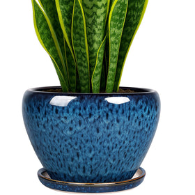 Deep Dream peacock blue 8 inch pot with drainage for healthy roots