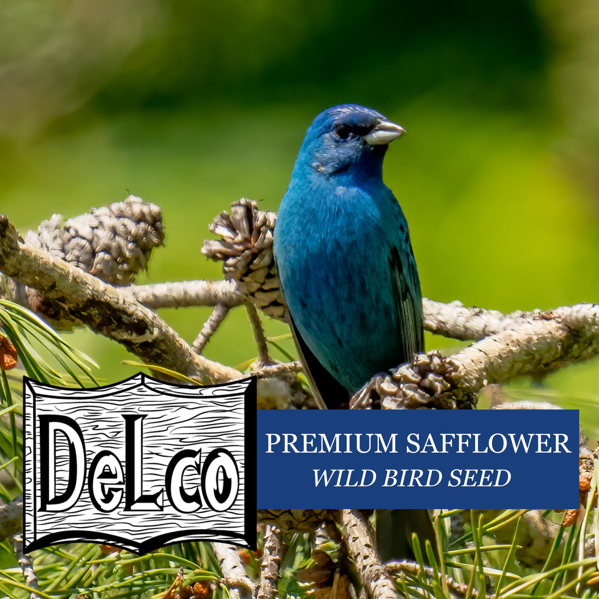 DeLco safflower seed appeals to wildlife in a home garden