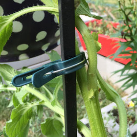 Delphinus garden clips securing a trellis to guide climbing plants