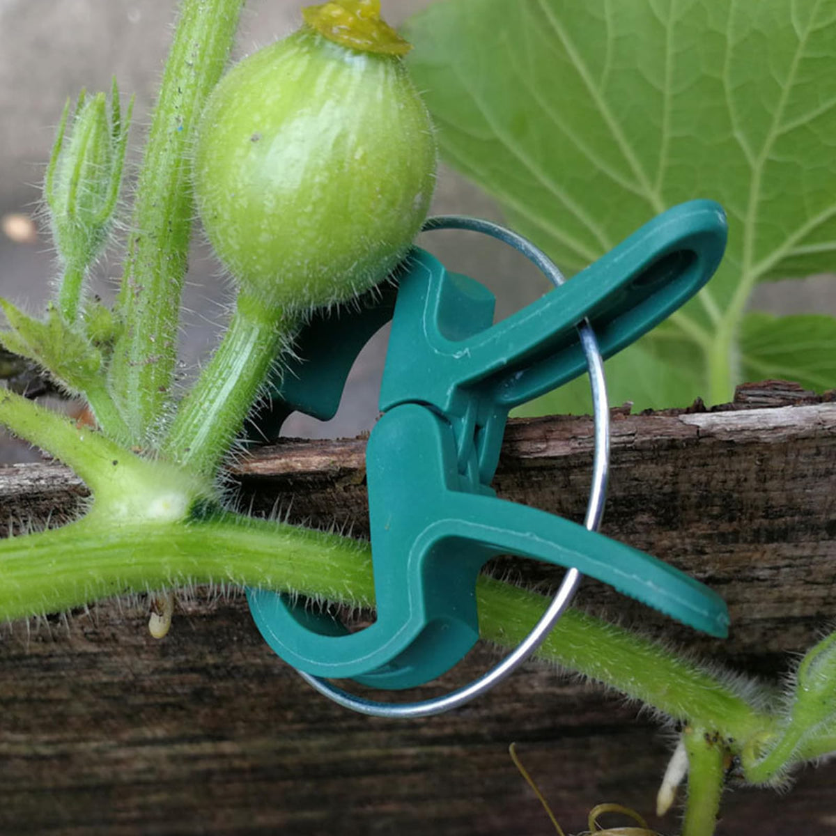 Delphinus clips on grape vines providing gentle, adjustable support