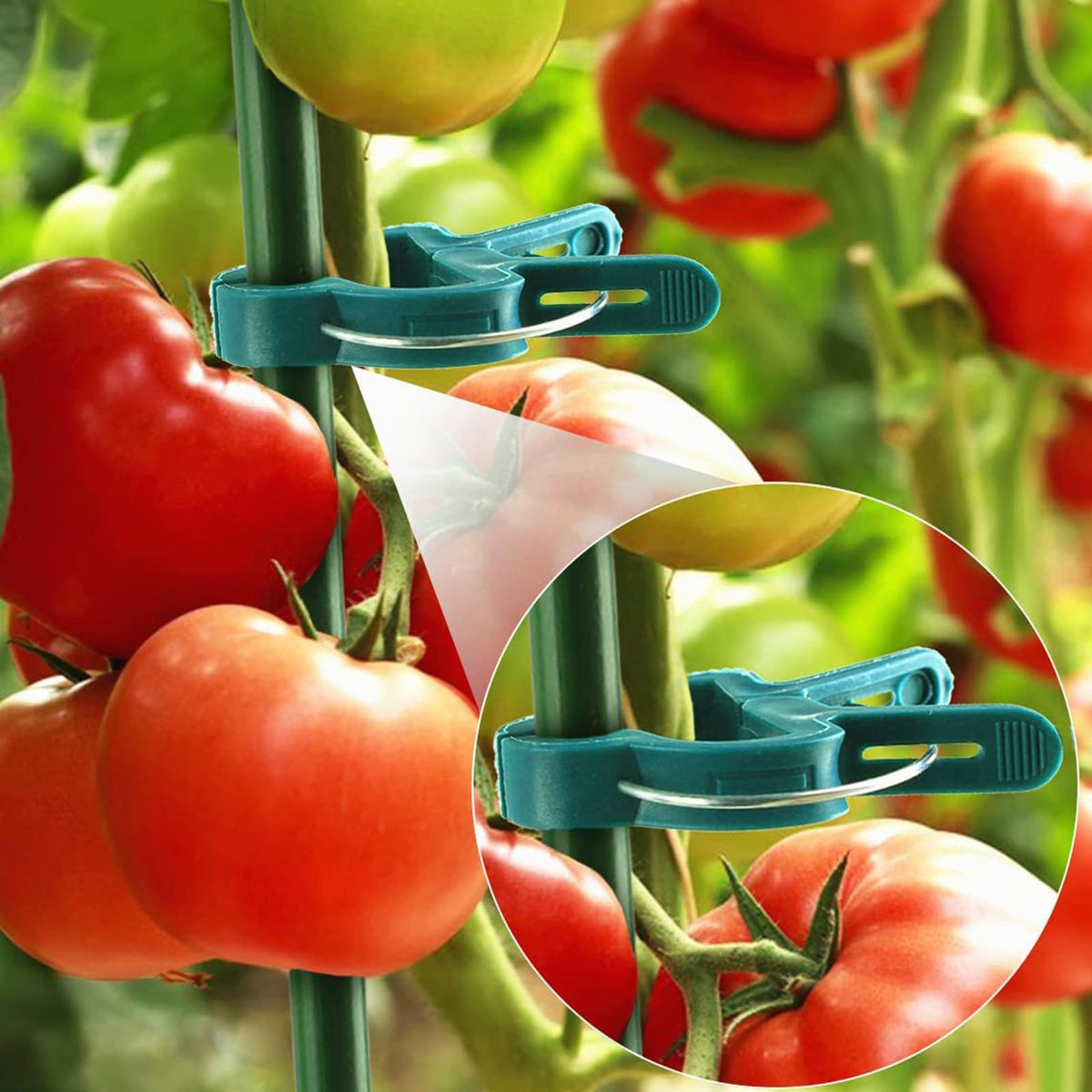 Delphinus reusable plant clips ready for next season's garden