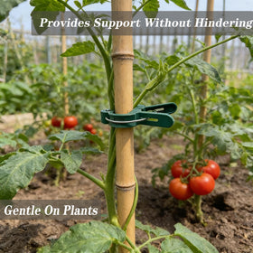 Delphinus clips maintaining plant posture against wind and rain