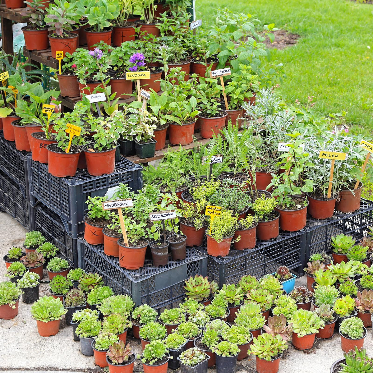 Delxo 4-inch red nursery pot drainage-hole for healthy moisture management.