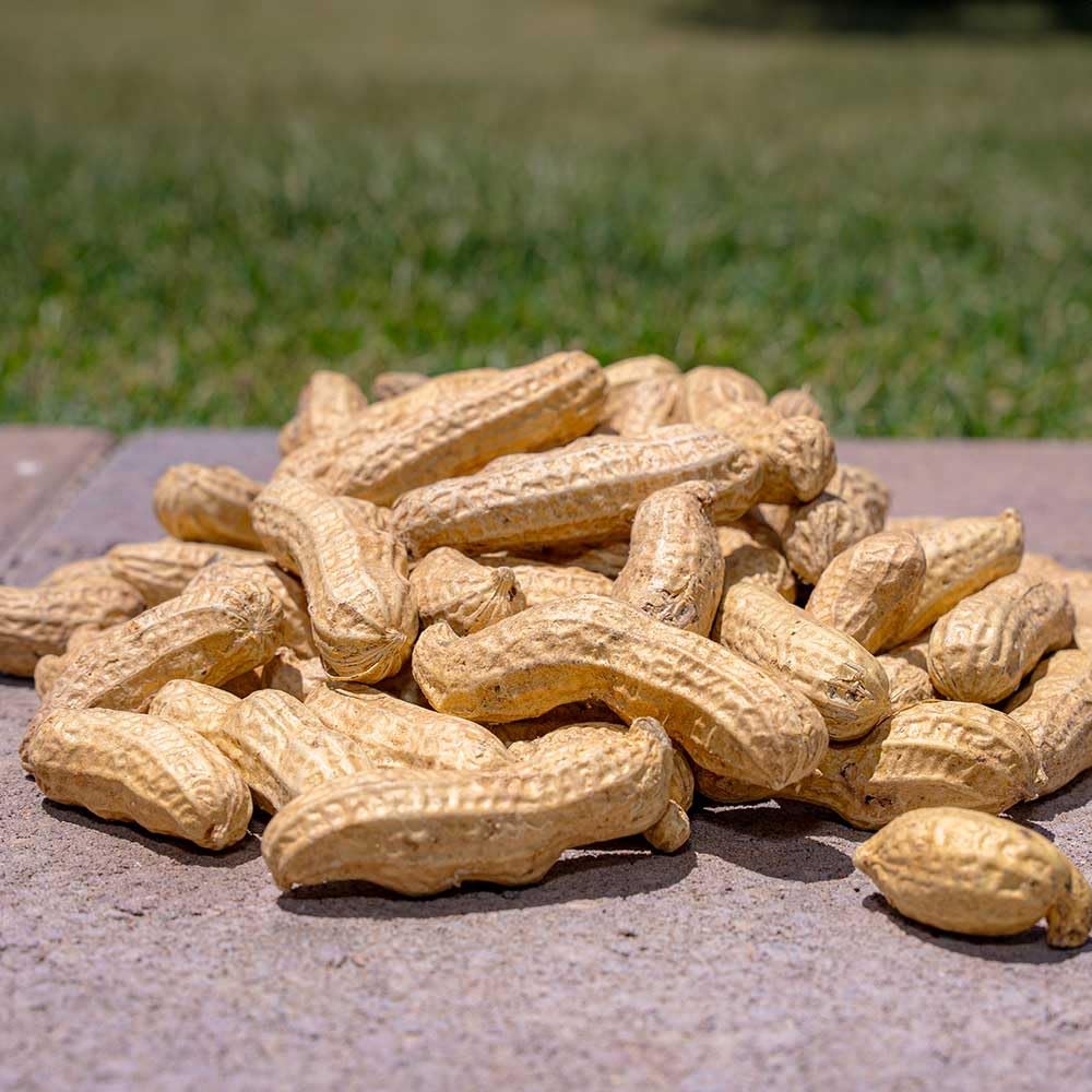 Desert Valley Supply USA-grown peanuts showcasing premium quality