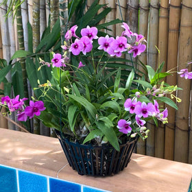 DESQUIGGLE 10-inch orchid basket ready for multiple orchids or ferns.