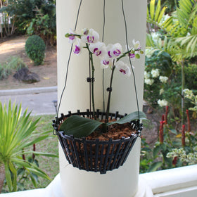 DESQUIGGLE 10-inch opening fits 1–3 small orchids or 1 medium orchid.