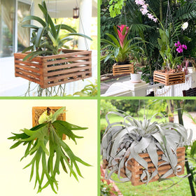 DESQUIGGLE mesh insert helps secure orchids while improving drainage.