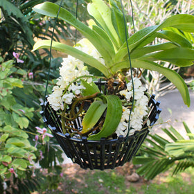 DESQUIGGLE outdoor orchid basket airflow holes promote drainage and root health.