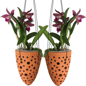 DESQUIGGLE rocket pot hanging setup for outdoor orchid display