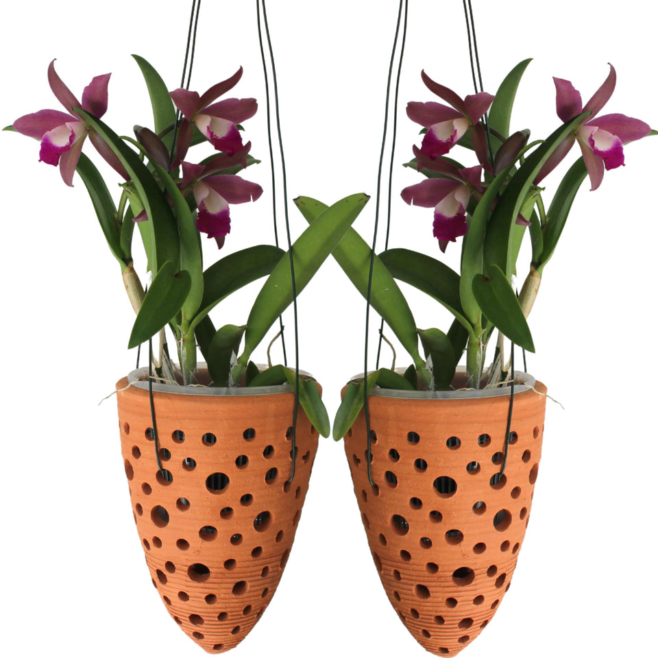 DESQUIGGLE rocket pot hanging setup for outdoor orchid display