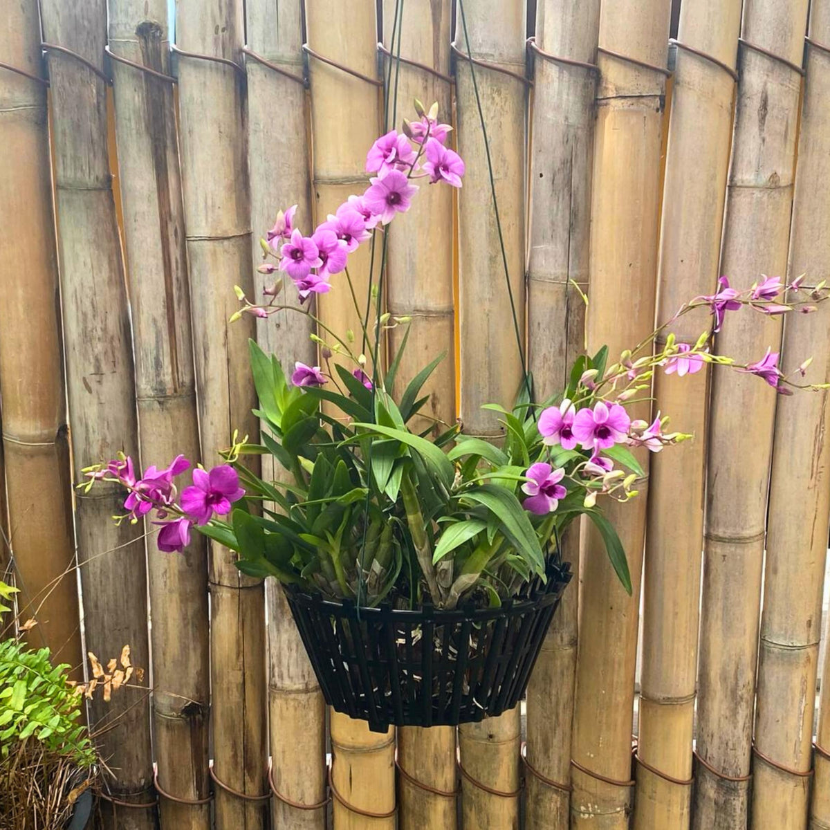 DESQUIGGLE staghorn fern basket setup encourages natural growth.