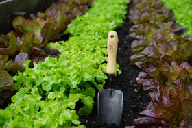 DeWit Tierra forged hand trowel sharpened edge cuts through roots