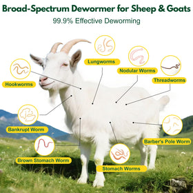 Dewormer Fenbendazole drenching image showing precise dosing for goats.