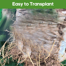 DFKPVBHB Hydroponics-ready Plant Grow Bag for efficient growing