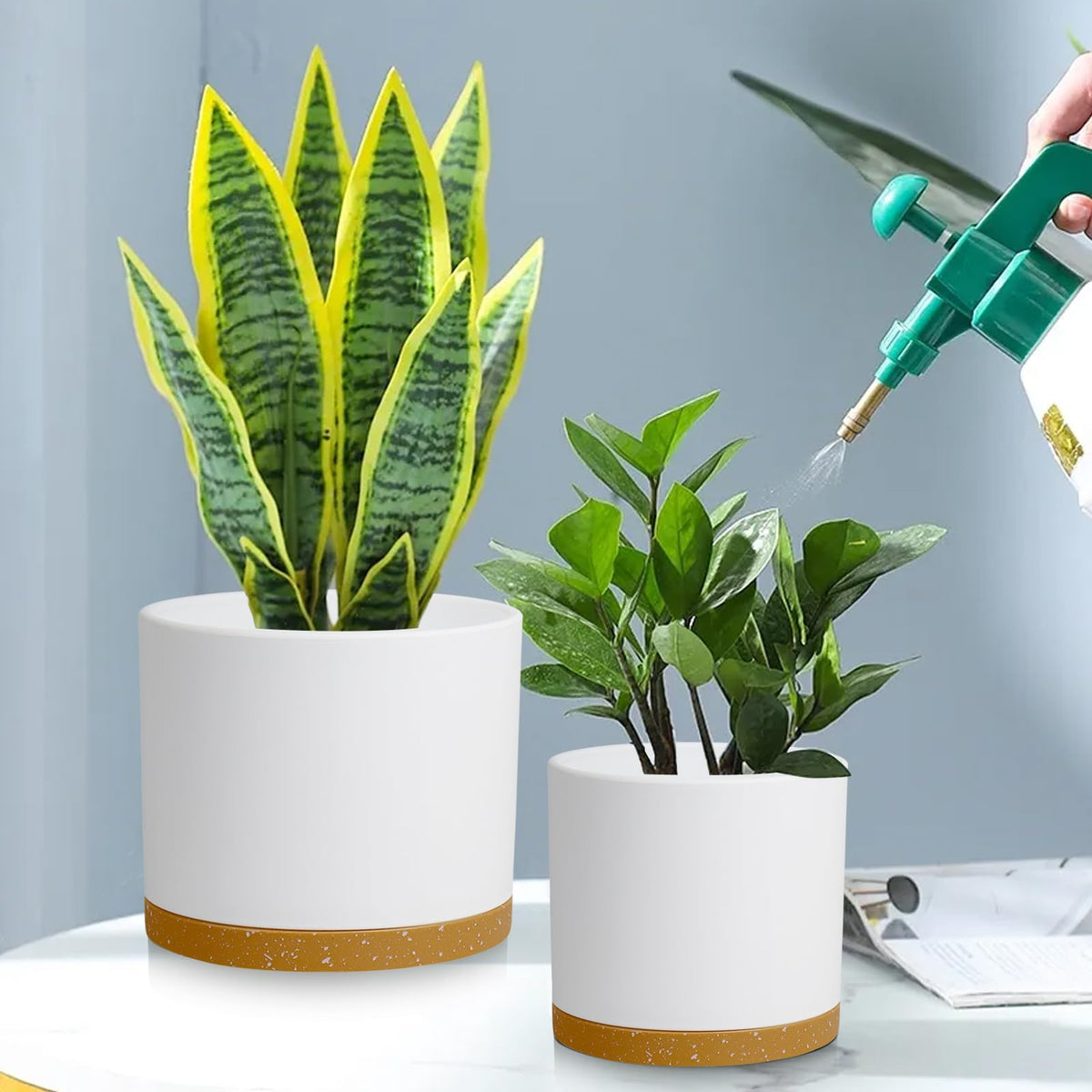 DGJDLWHX Monstera display pot supports lush, statement foliage