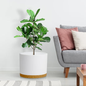 DGJDLWHX pot on shelf creates a clean, modern look