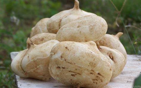 DIASPORA ASIAN SEEDS container garden start for year-round jicama growing indoors.