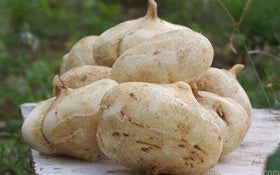 DIASPORA ASIAN SEEDS container garden start for year-round jicama growing indoors.