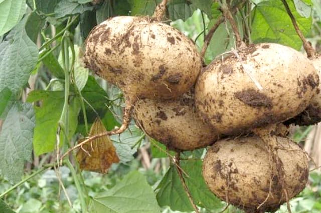 DIASPORA ASIAN SEEDS jicama seed pack for beginner gardeners and non-GMO heirloom variety.