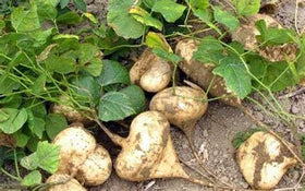 DIASPORA ASIAN SEEDS kitchen usage ideas for fresh jicama roots in meals.