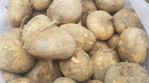 DIASPORA ASIAN SEEDS watering tips to keep soil evenly moist during growth.