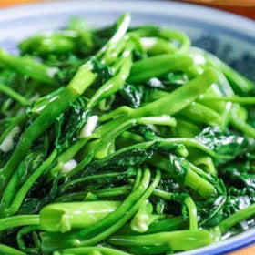 Dichmag Kong Xin Cai seeds germination test shows strong start potential.
