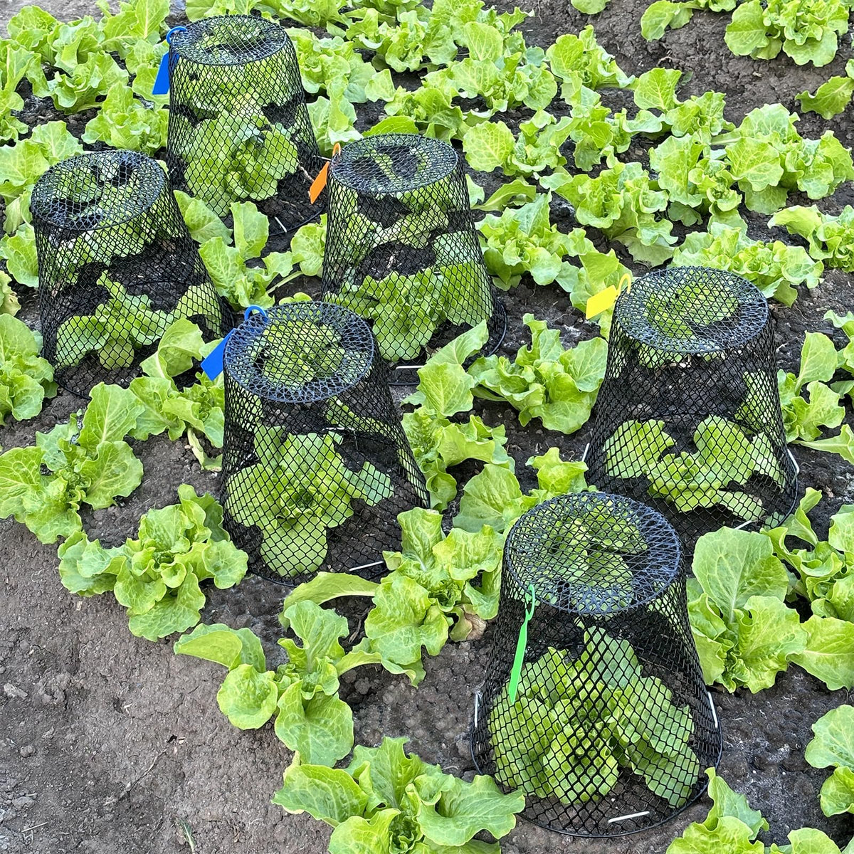 Dizvilz garden protection setup demonstrates versatile cover.