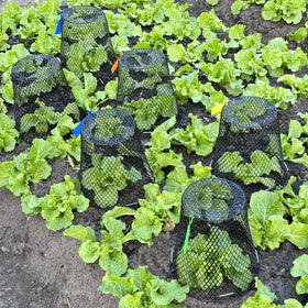 Dizvilz garden protection setup demonstrates versatile cover.