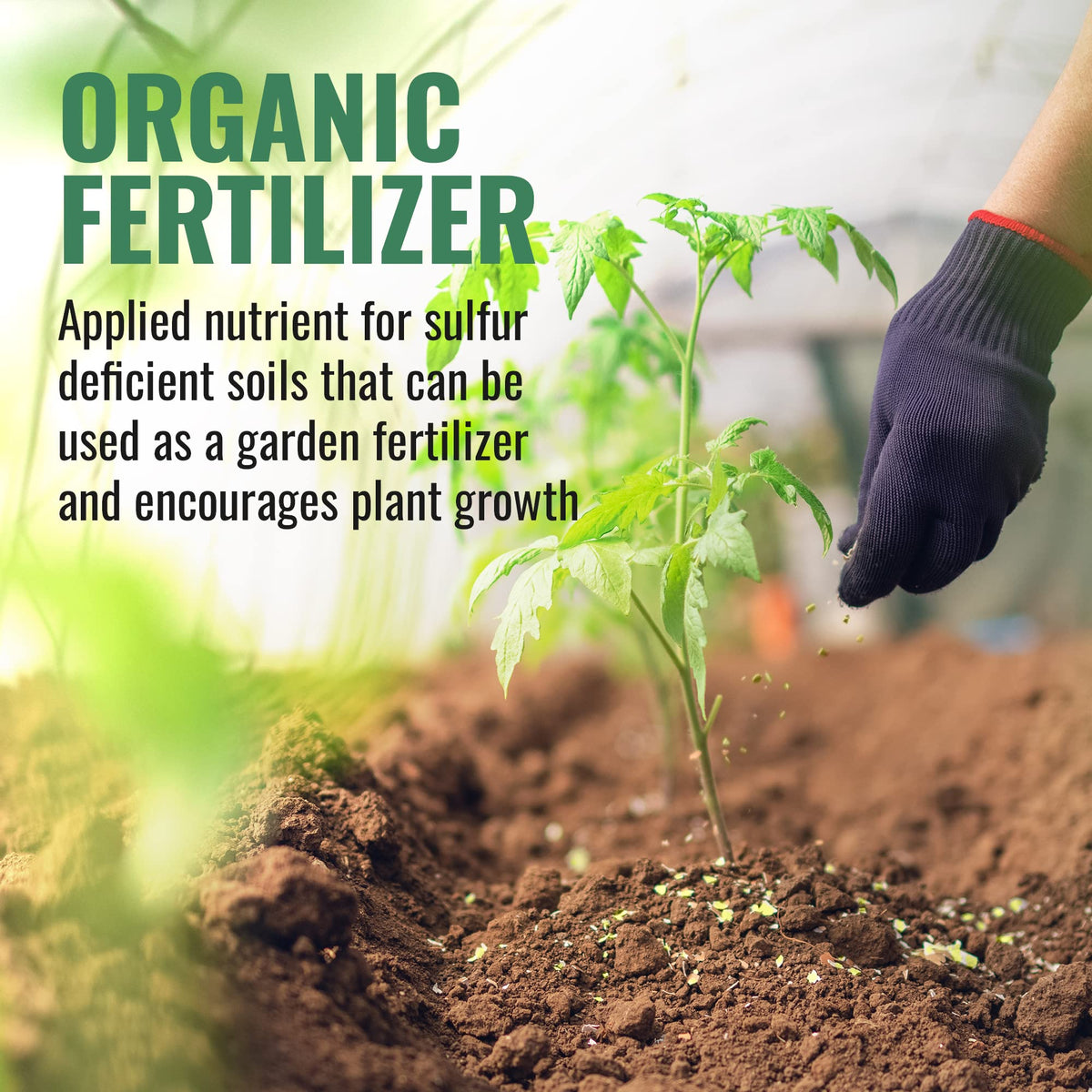 DL Wholesale sulfur powder lowers soil pH for tomatoes and hydrangeas.