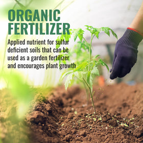 DL Wholesale sulfur powder lowers soil pH for tomatoes and hydrangeas.