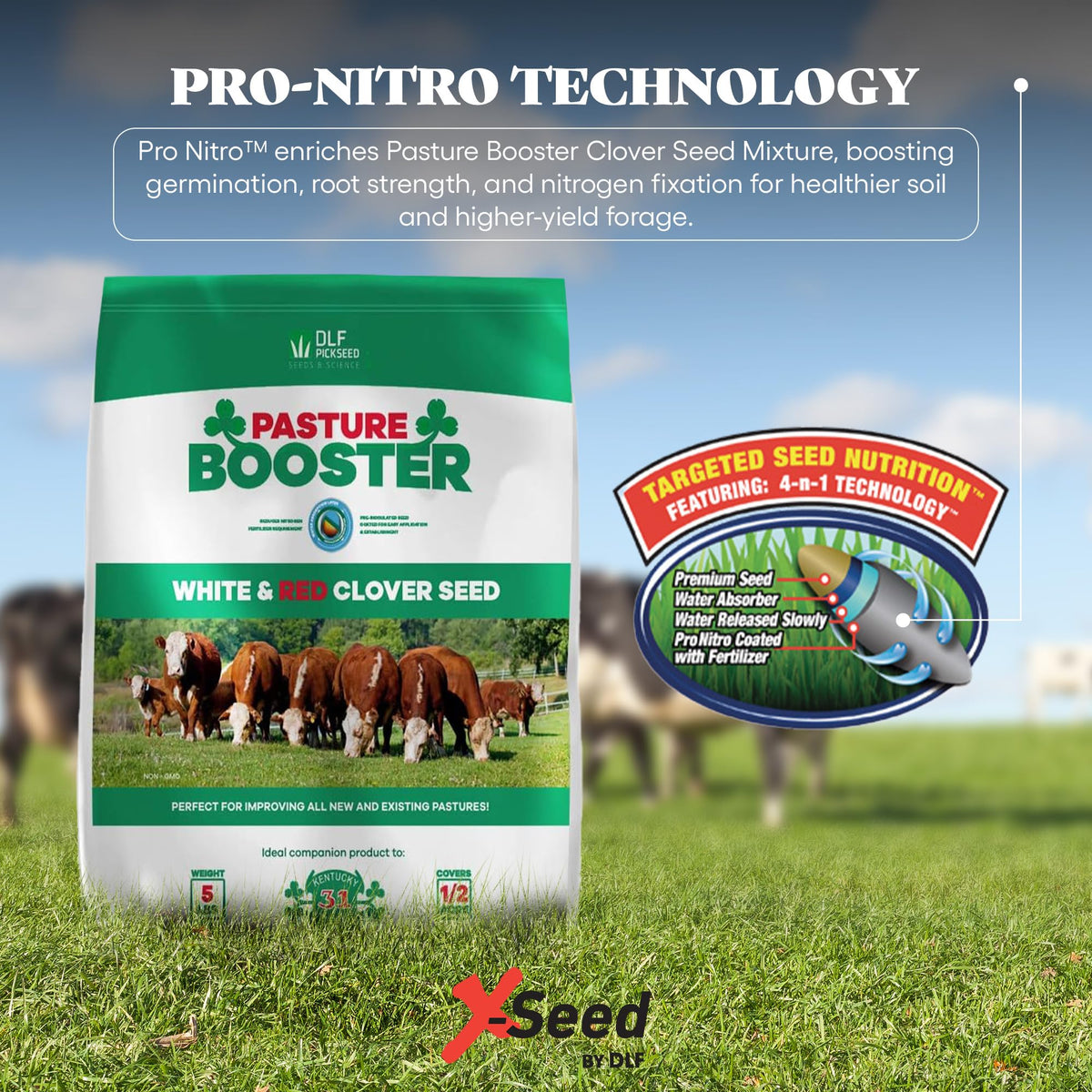 DLF Pasture Booster mix supports horses grazing on lush clover-rich pastures.
