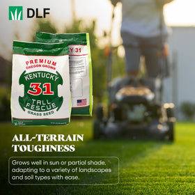 DLF X-Seed dense turf application for high-traffic lawns and durable coverage