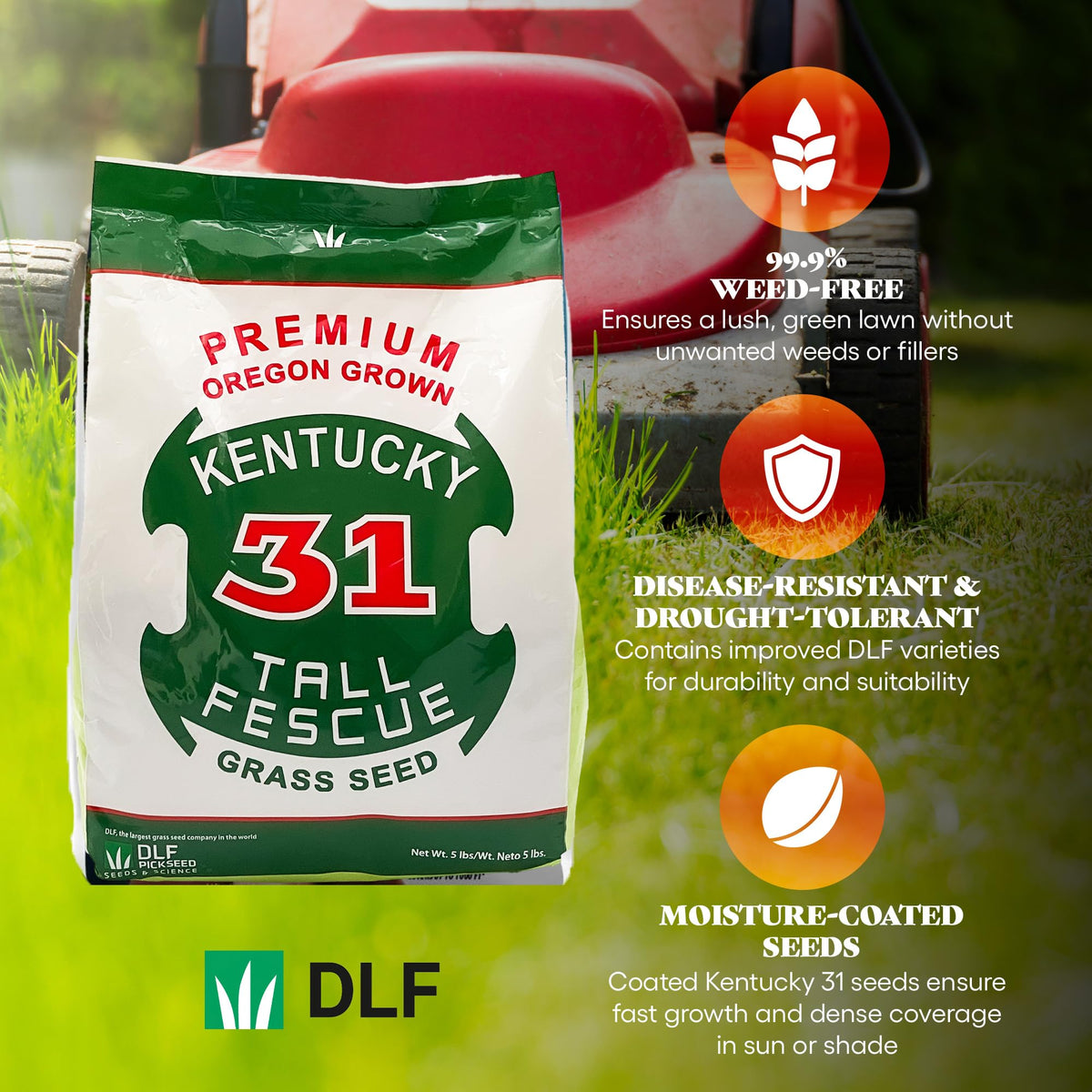 DLF X-Seed patch repair lawn image showing versatile reseeding options
