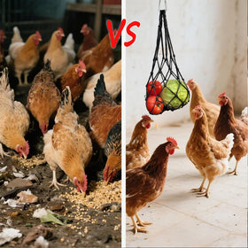 DMIMIA black chicken feeder emphasizes durability and low-waste feeding in coop