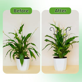 Compatible with jasmine, pothos, ivy, honeysuckle, morning glory, and more.